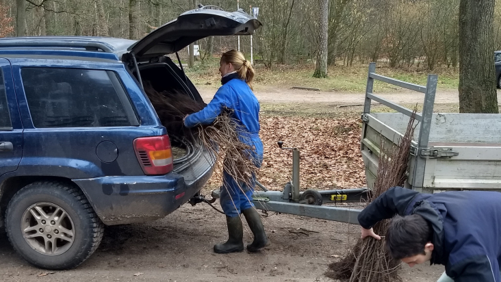 mensen laden jonge bomen in auto