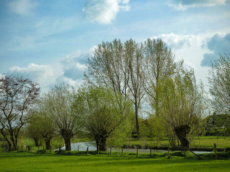 Knotwilgen aan de Kromme Rijn