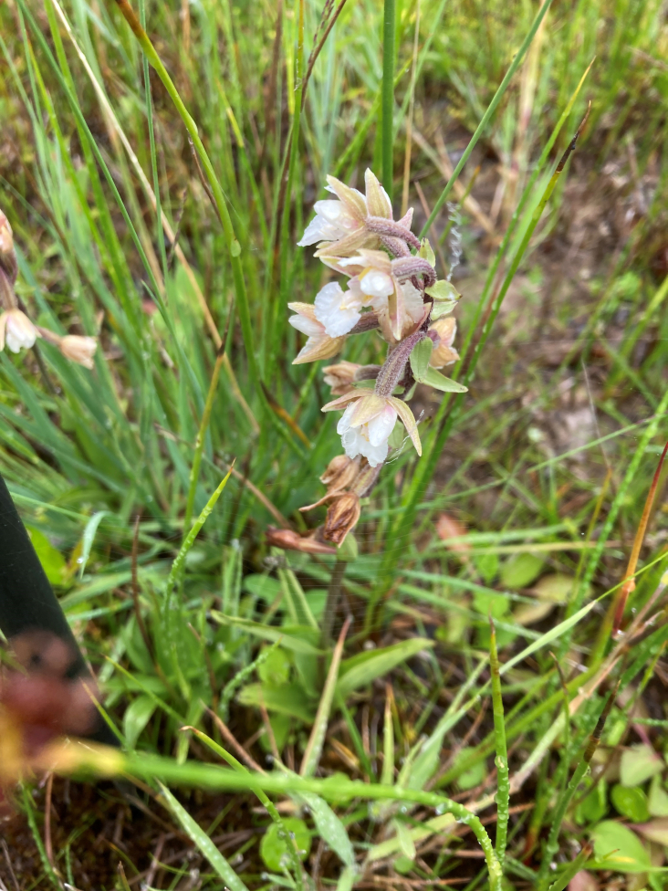 moeraswespenorchis