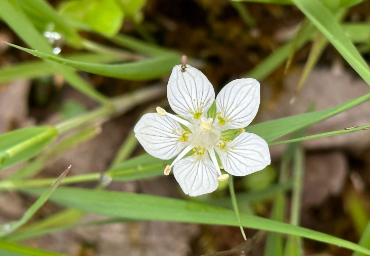 Parnassia palustris in bloei