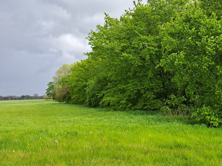 Grasweide met bomen