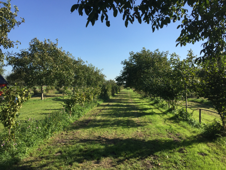 Agroforestry