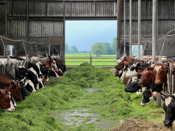 Koeienstal van een deelnemer aan de UMDL die zijn vee gras van eigen land voert.