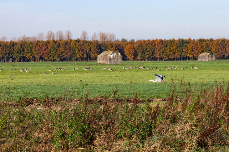 Ganzen in een weiland