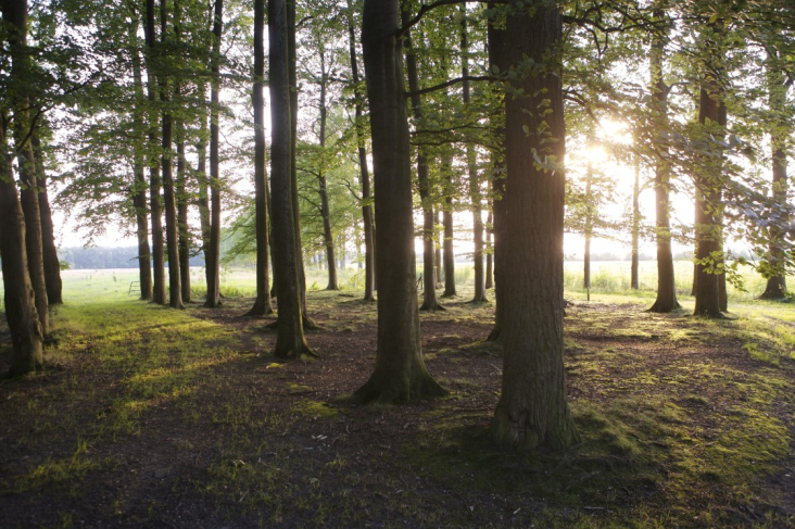 Aangezicht van bomen met de zon die tussen de bomen doorschijnt