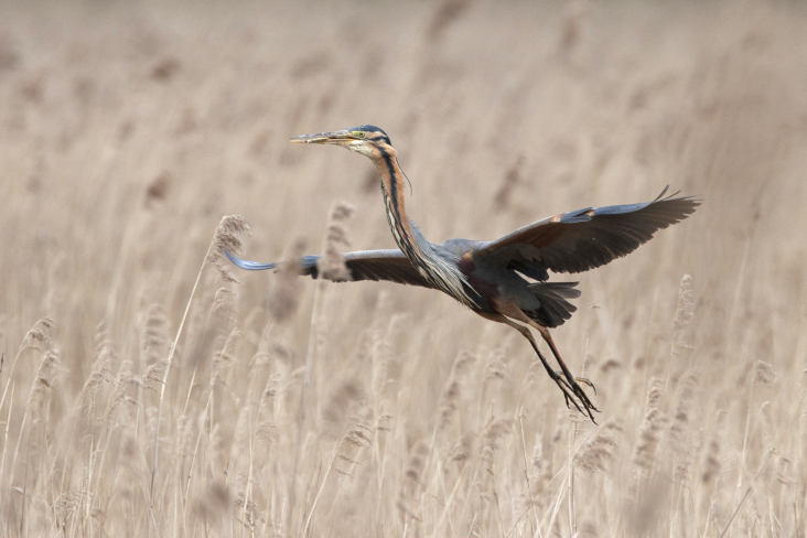 Foto van een purperreiger in het hoge gras