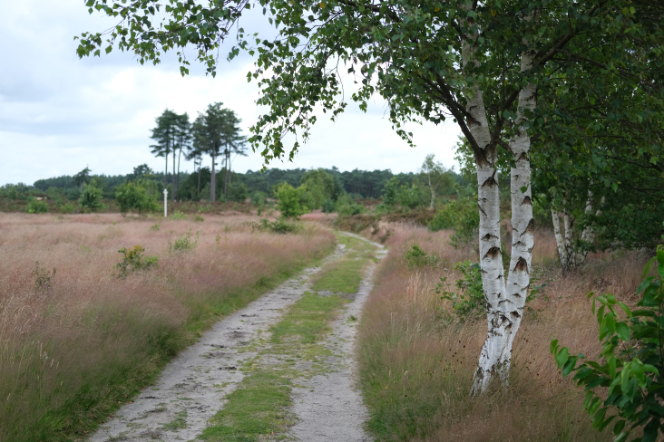 Heide Utrechtse Heuvelrug