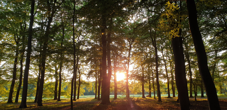 Bomen met ondergaande zon