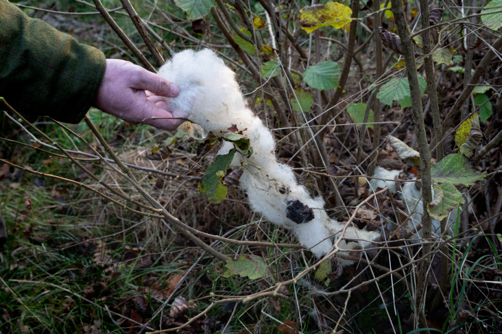 Struik met schapenwol