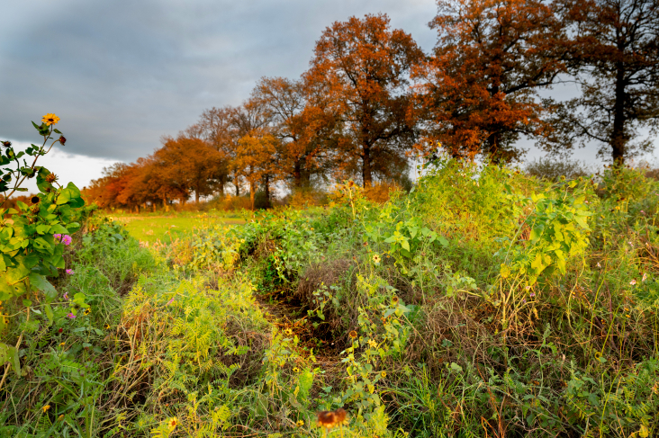 Wildwissel