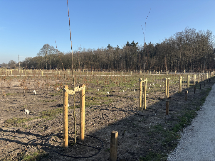 Sterrenbos op Landgoed Zuylenstein