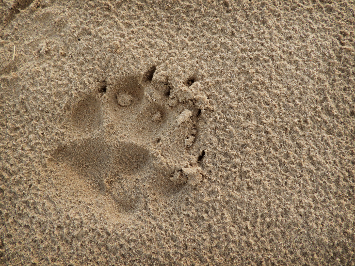Pootafdruk van een wolf