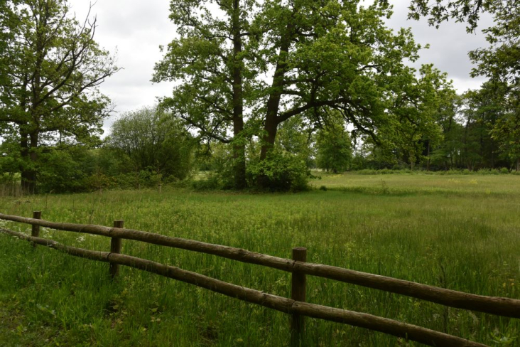 Hek in landgoed Den Treek