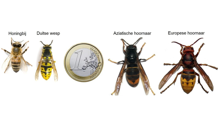 herkenning Aziatische hoornaar