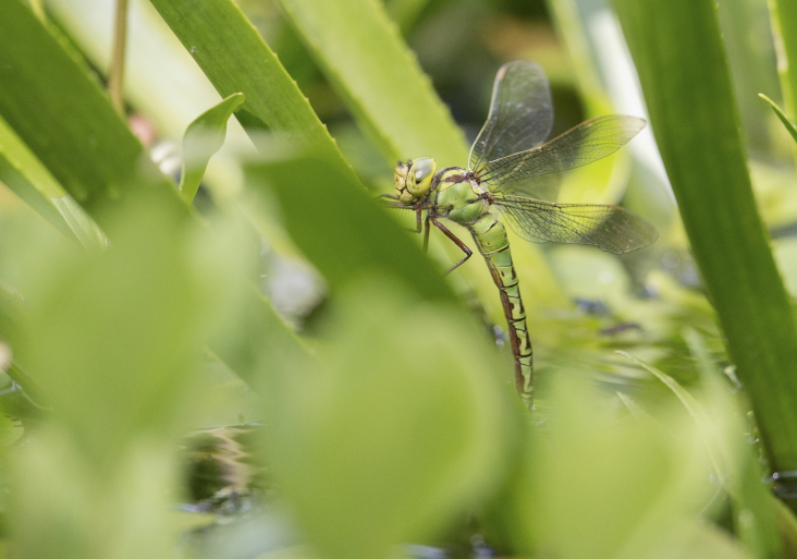 Groene glazenmaker, een libellesoort, op krabbenscheer