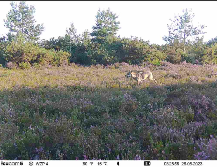Een wolf over de hei