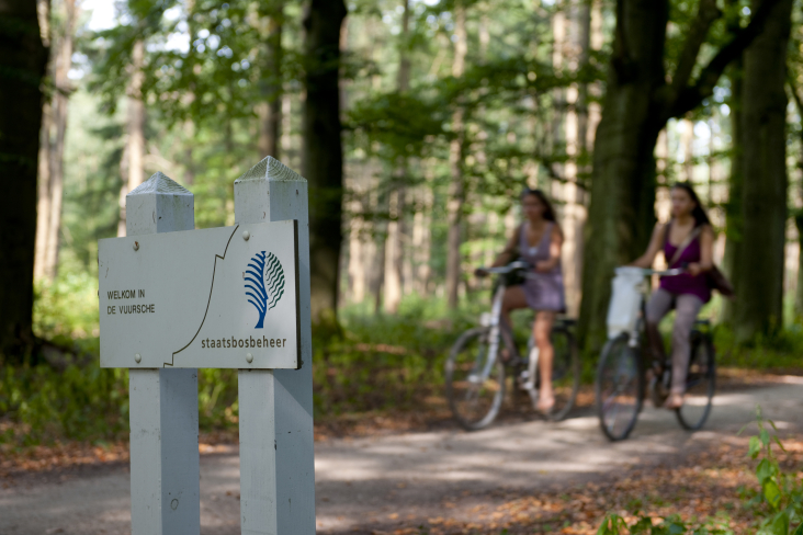 bos bij Lage Vuursche