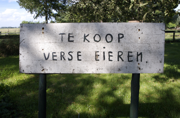 verse eieren te koop