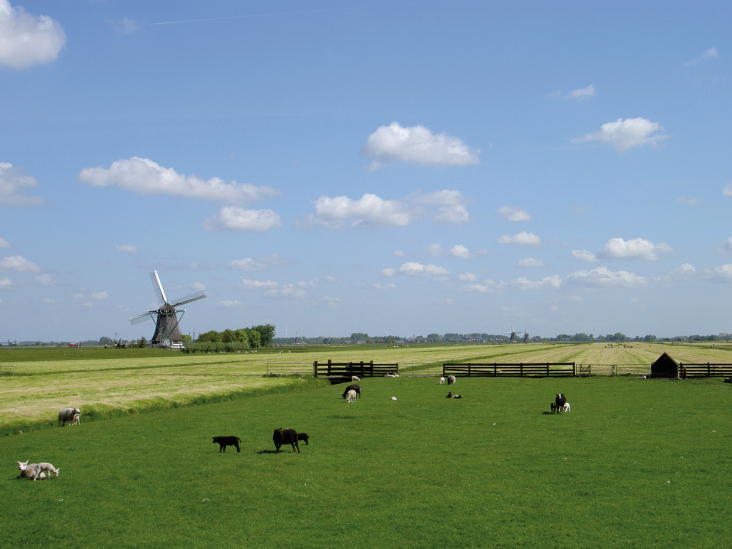 landschap De Venen met schapen