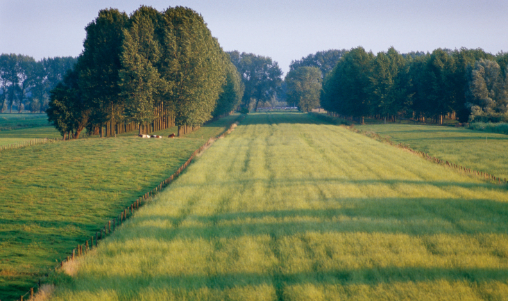 lange weide