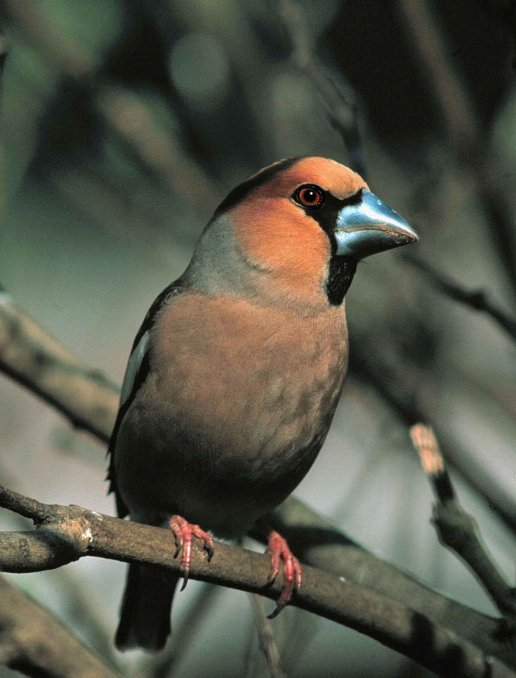 appelvink