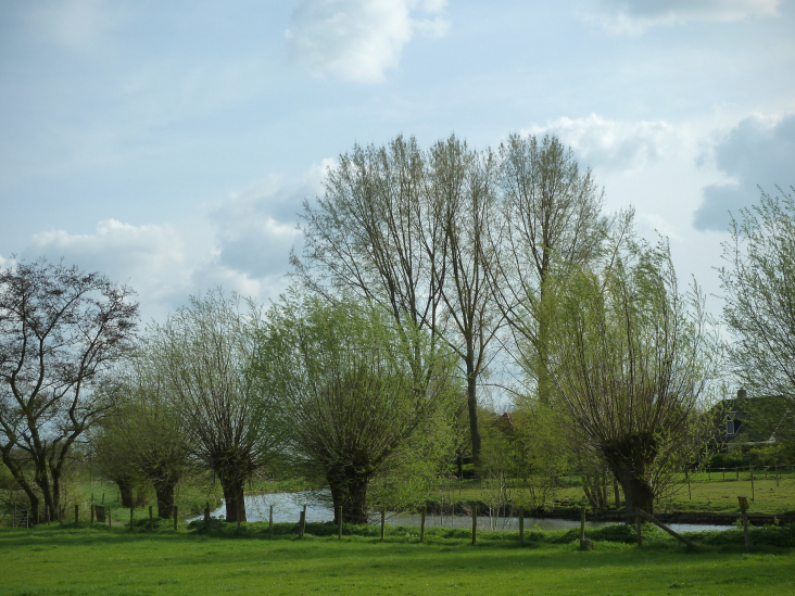 wilgen aan de Kromme Rijn