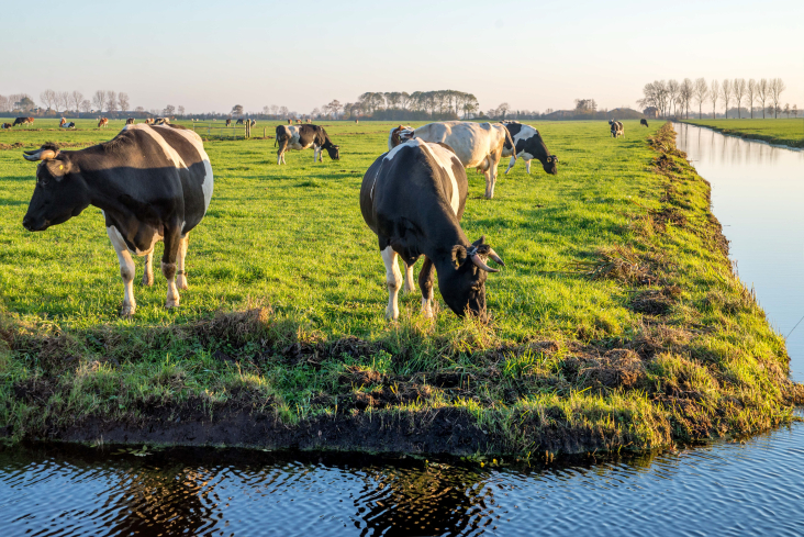 bodemdaling - koeien in de weide