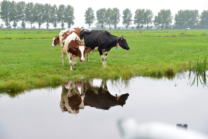 koeien in de wei langs water