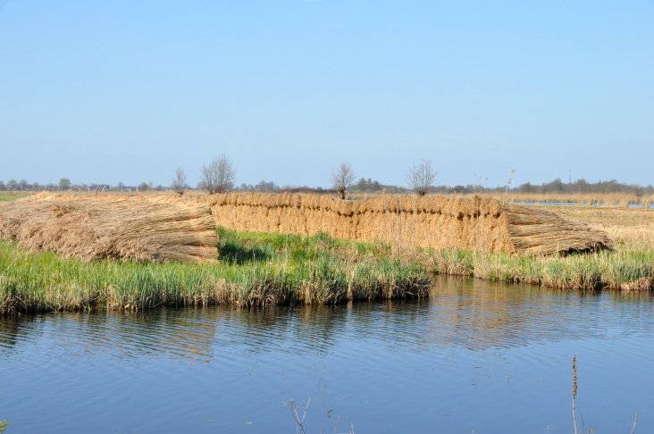 bodemdaling - rietteelt