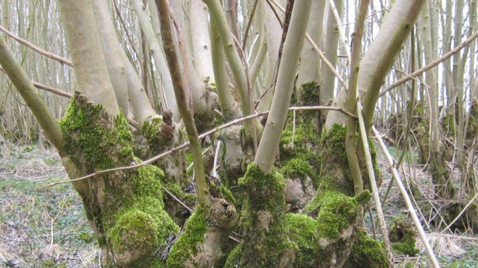 bomen-met-mos-of-de-stam.jpg