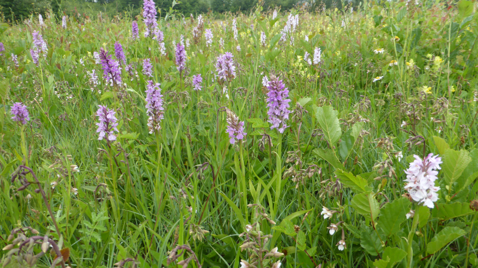 grasland met paarse bloemen nat schraalland