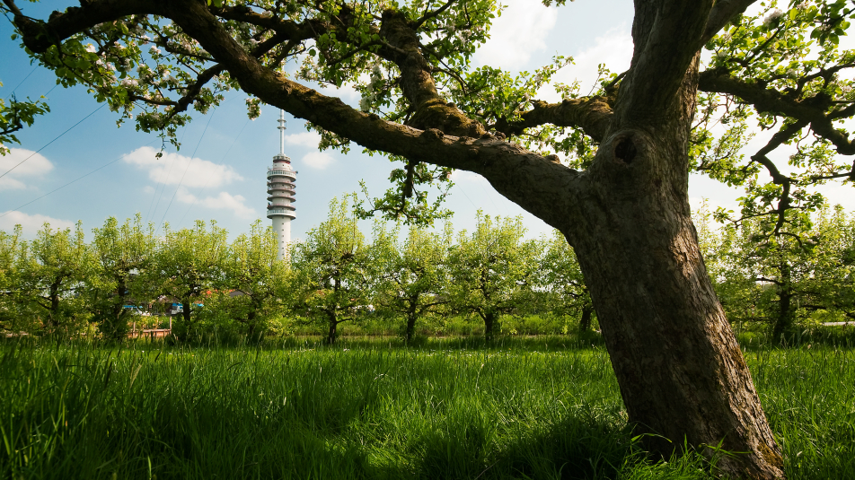 Zicht op een grote wijds vertakte boom met op de achtergrond een haagje bomen en daarachter een zendmast