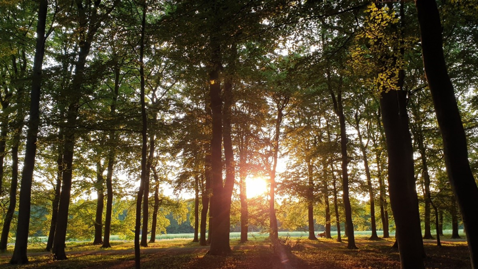 Bos met tegenlicht van zon