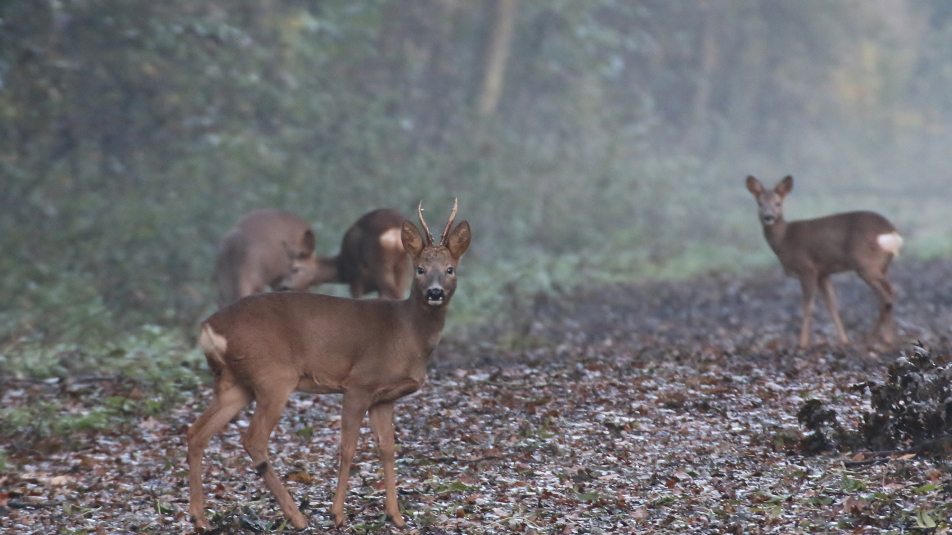 Vier jonge reeën in het bos, twee kijken er om richting de camera