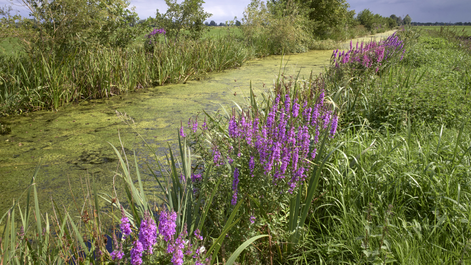 Natuurlijke slootkant bij biologische boerderij De Beekhoeve