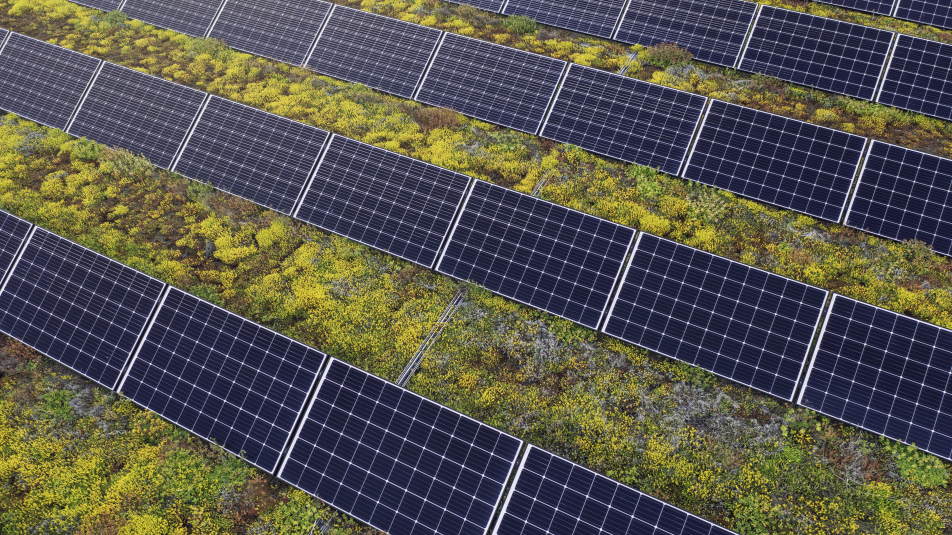 Dak met zonnepanelen en groene sedumbeplanting