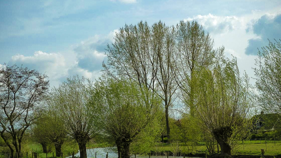 Knotwilgen aan de Kromme Rijn