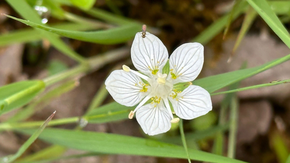 parnassia