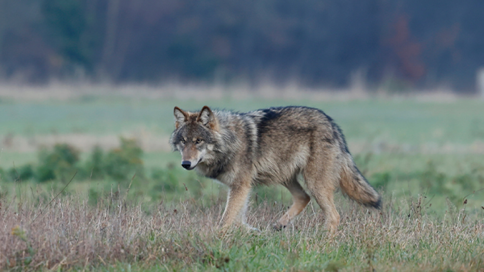 Wolf Utrechtse Heuvelrug