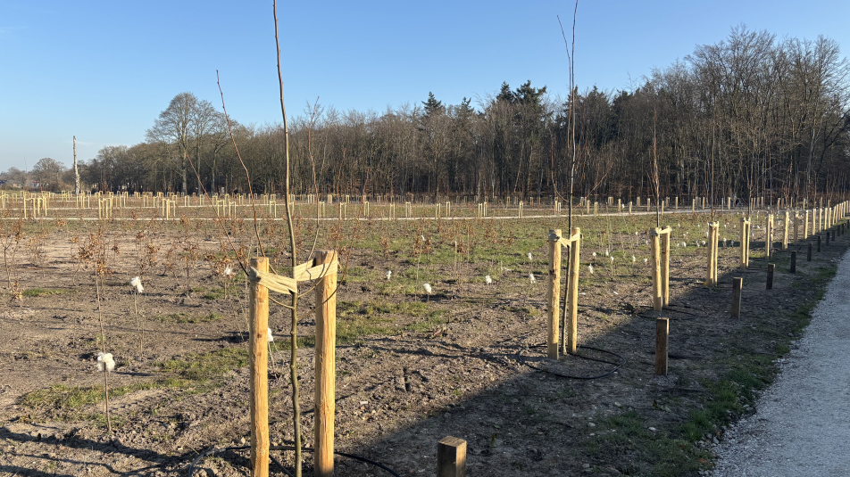 Sterrenbos op Landgoed Zuylenstein 