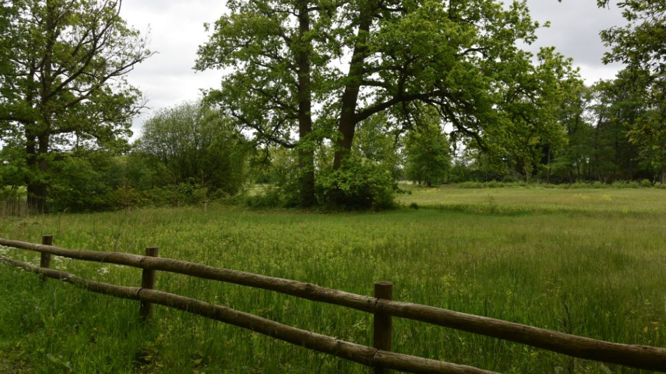 Hek in landgoed Den Treek