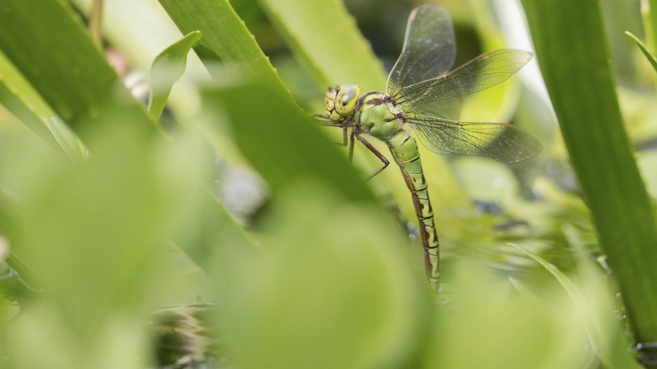 Groene glazenmaker, een libellesoort, op krabbenscheer