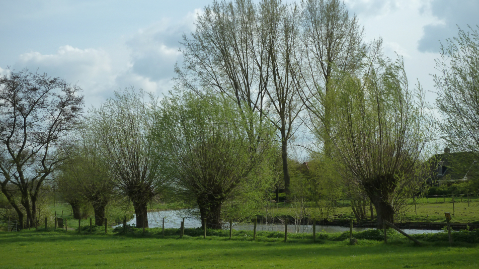 wilgen aan de Kromme Rijn