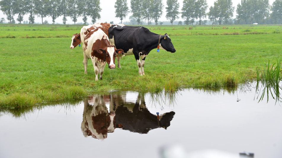 koeien in de wei langs water