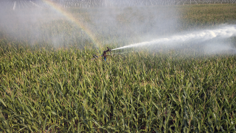 Droogte - irrigatie maïsveld